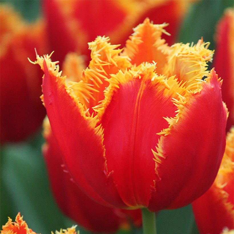 Tulipa crispa Fabio - Fringed Tulip (Flowering)