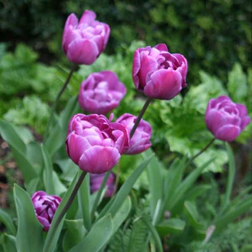 Tulipa Blue Diamond (Plant habit)