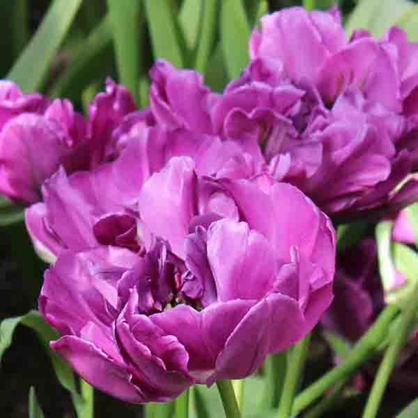 Tulipa Purple Pion- Double Early Tulip (Flowering)
