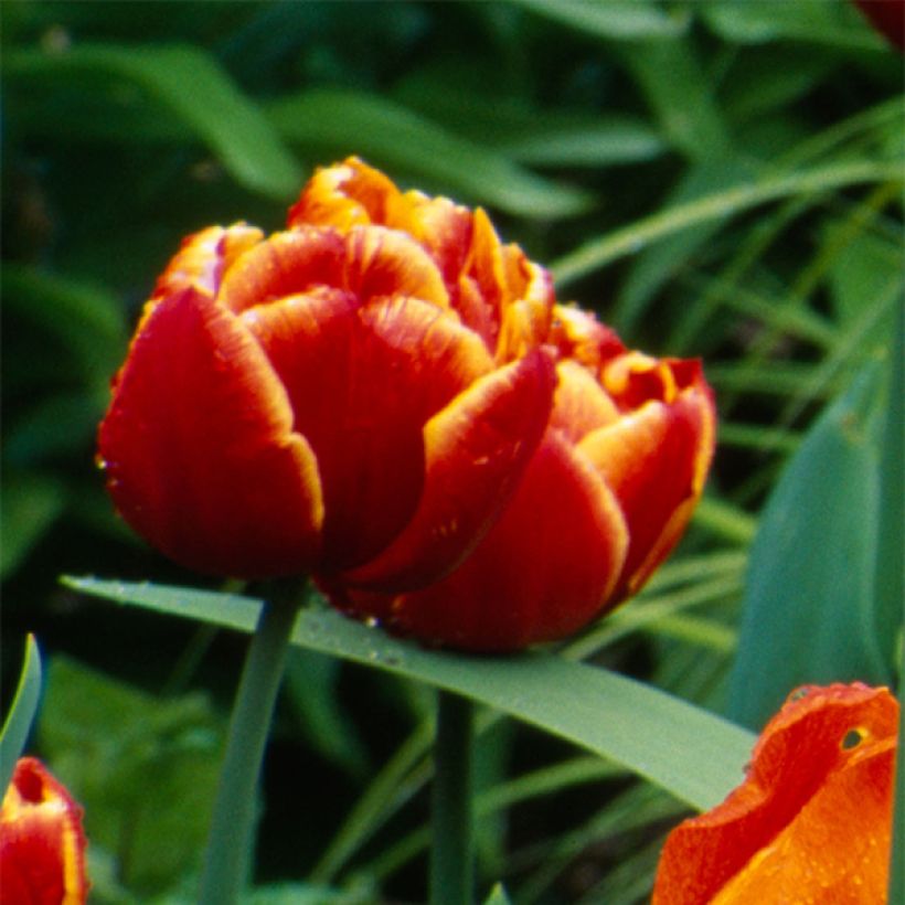 Tulipa Allegretto - Double Early Tulip (Flowering)