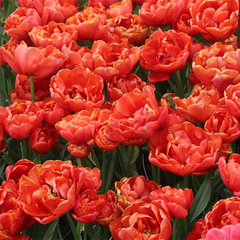 Tulipa 'Statement' (Plant habit)