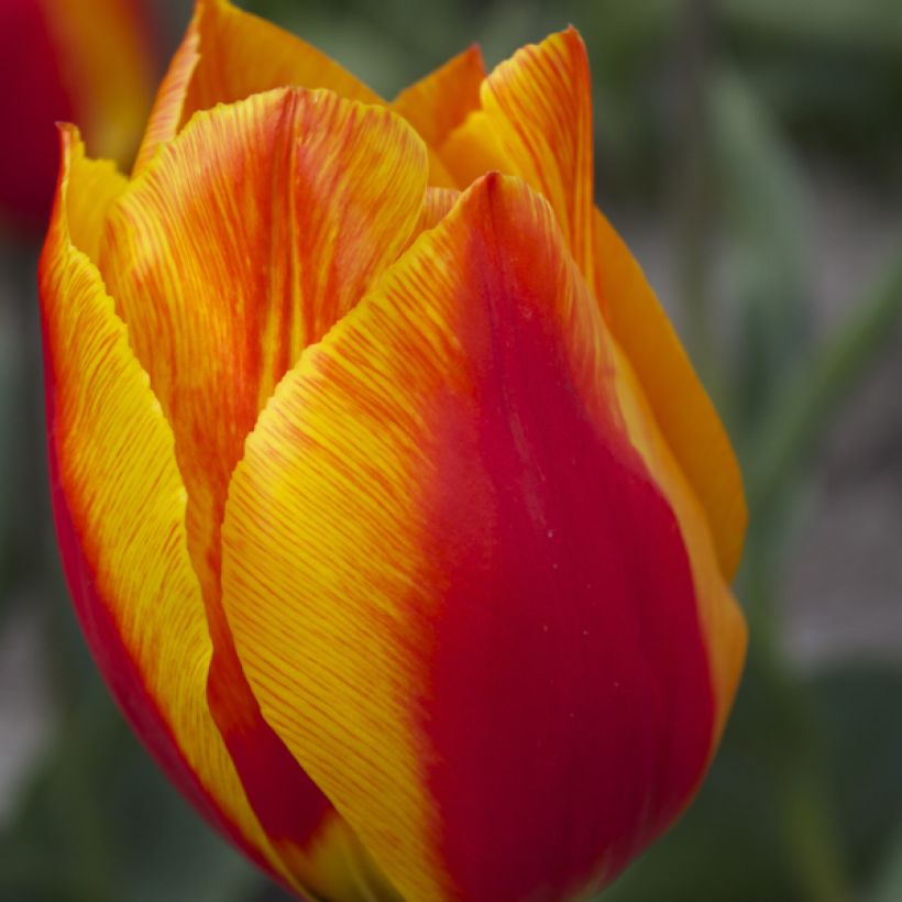 Tulipa Flair (Flowering)