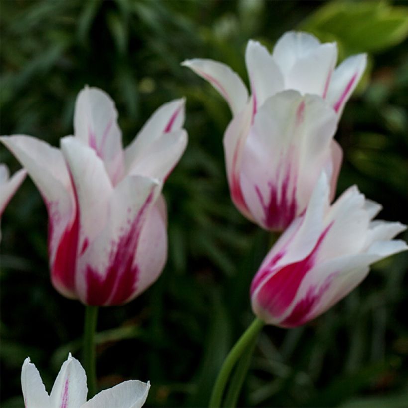 Tulipa Marilyn - Lily flowering Tulip (Flowering)