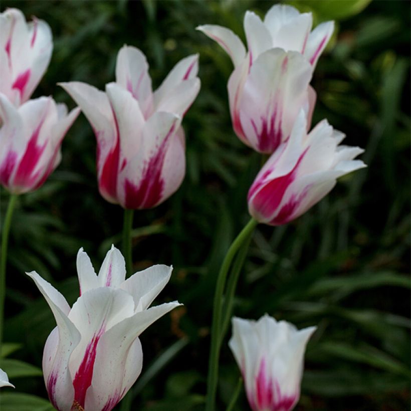 Tulipa Marilyn - Lily flowering Tulip (Plant habit)