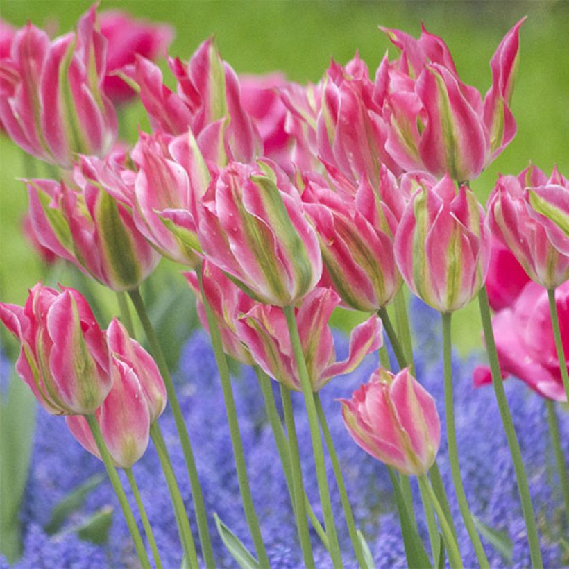 Tulipa Virichic - Lily flowering Tulip (Flowering)