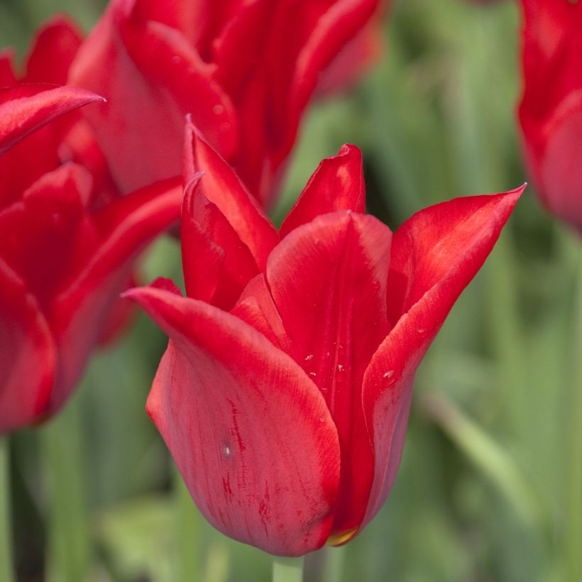 Tulipa 'Moneymaker' (Flowering)