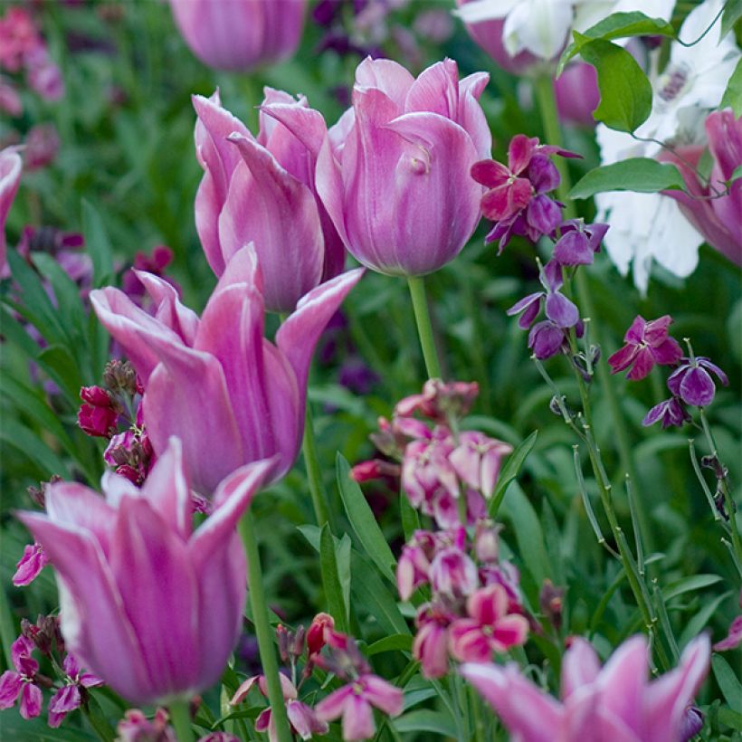 Tulipa Ballade - Lily flowering Tulip (Flowering)