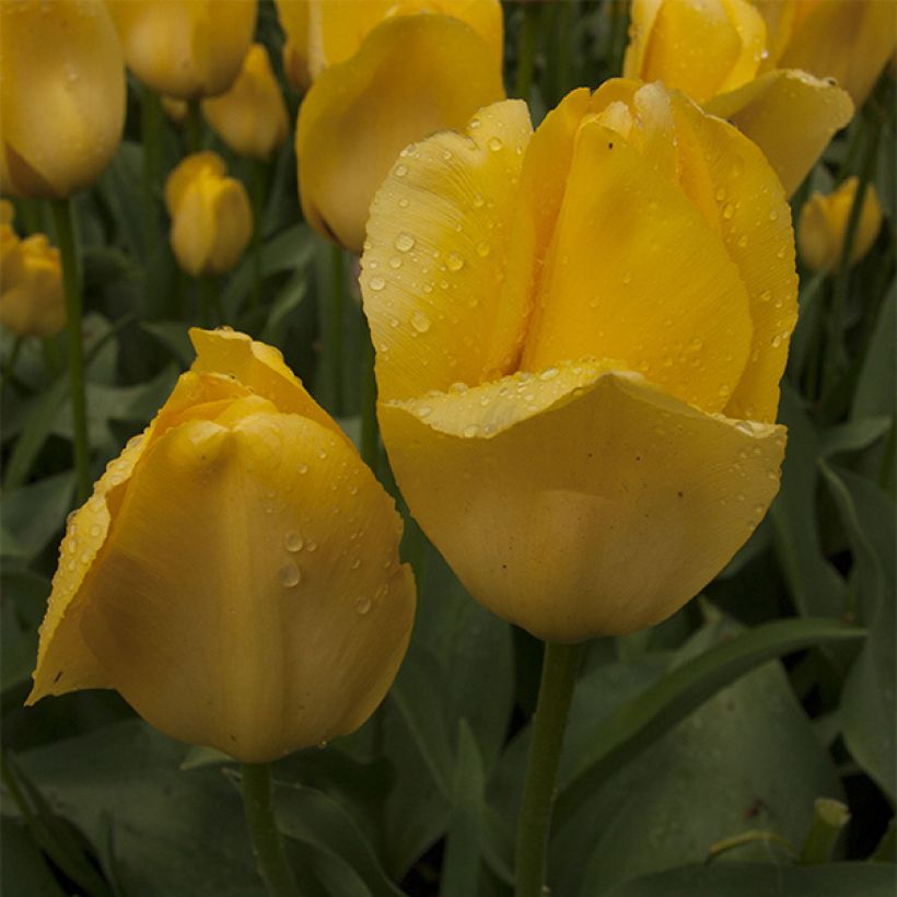 Tulipa 'Golden Girl' (Flowering)