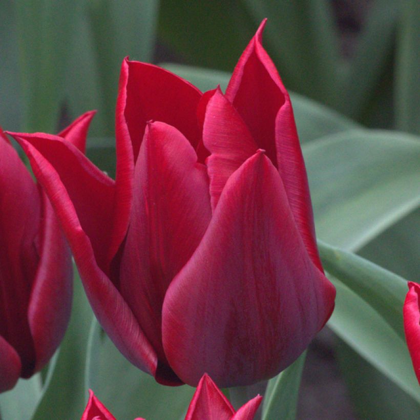 Tulipa Lasting Love - Lily flowering Tulip (Flowering)