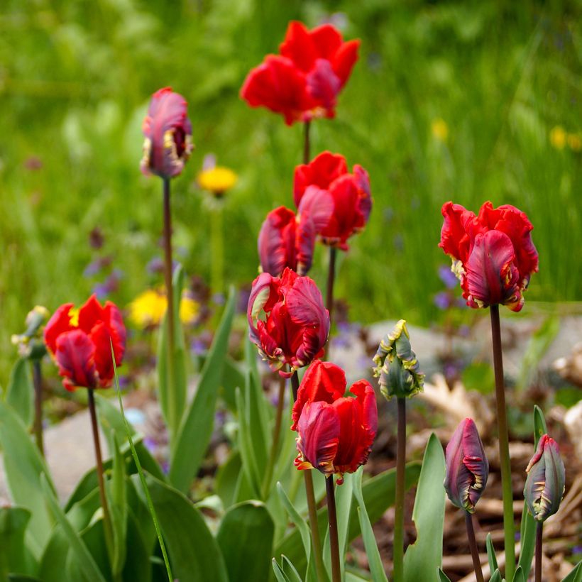 Tulipa Rococo - Parrot Tulip (Plant habit)
