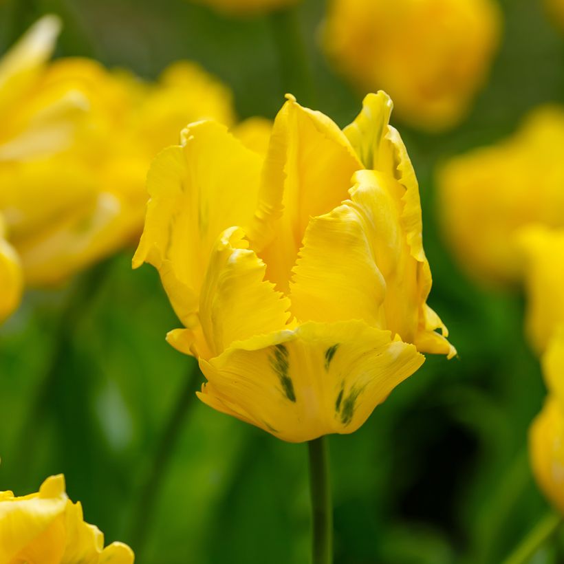 Tulipa Yellow Sun - Parrot Tulip (Flowering)