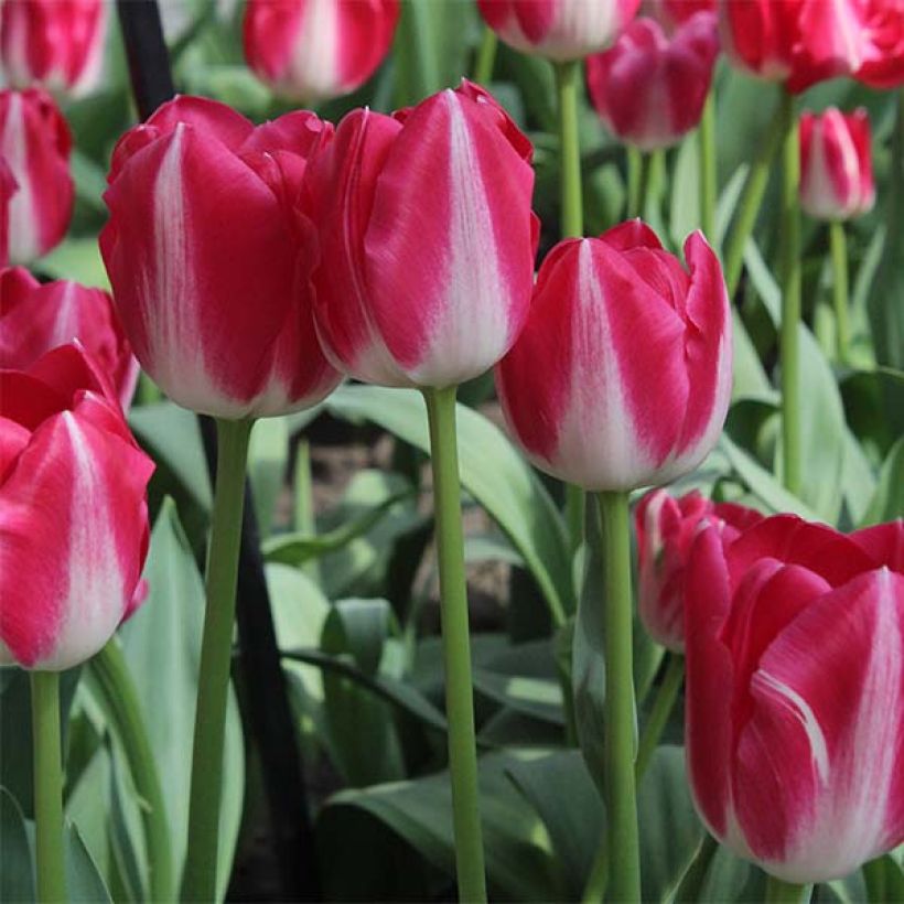 Tulipa Amsterdam - Triumph Tulip (Flowering)