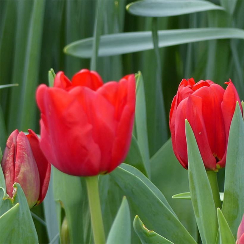 Tulipa Ben van Zanten - Triumph Tulip (Flowering)