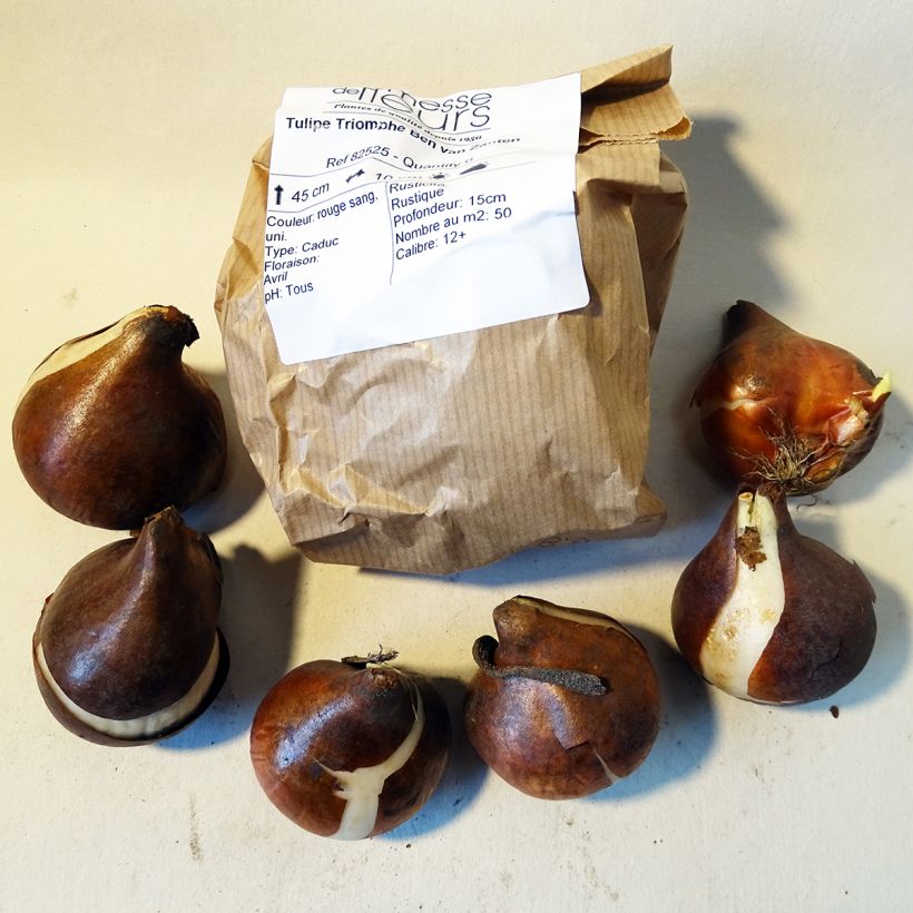 Example of Tulipa Ben van Zanten - Triumph Tulip specimen as delivered