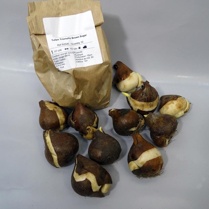 Example of Tulipa Brown Sugar specimen as delivered