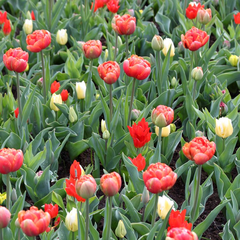 Tulipa Calgary Flames - Triumph Tulip (Plant habit)