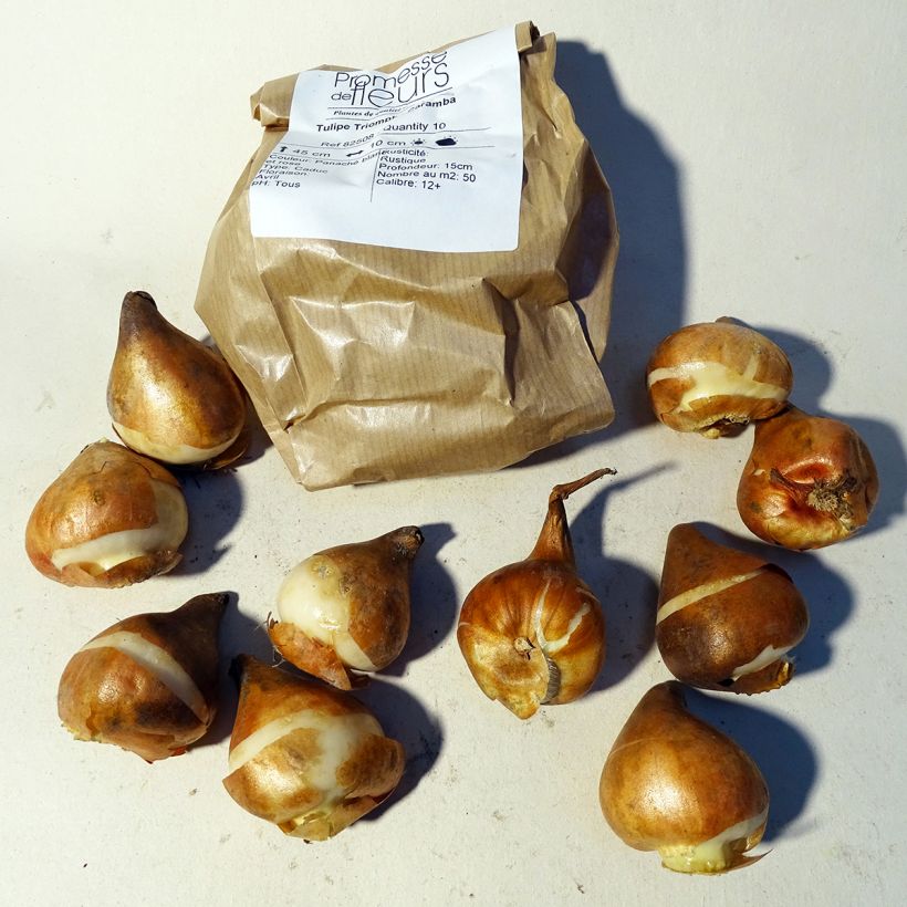 Example of Tulipa 'Caramba' (Triumph) specimen as delivered