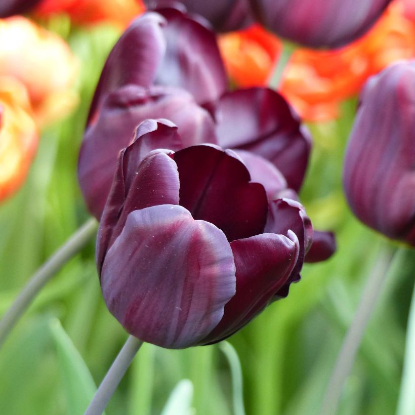 Tulipa Continental (Flowering)