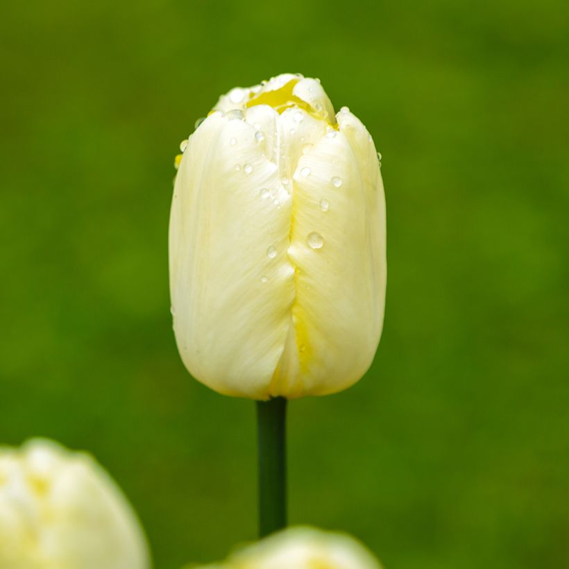 Tulipa Creme Flag - Triumph Tulip (Flowering)