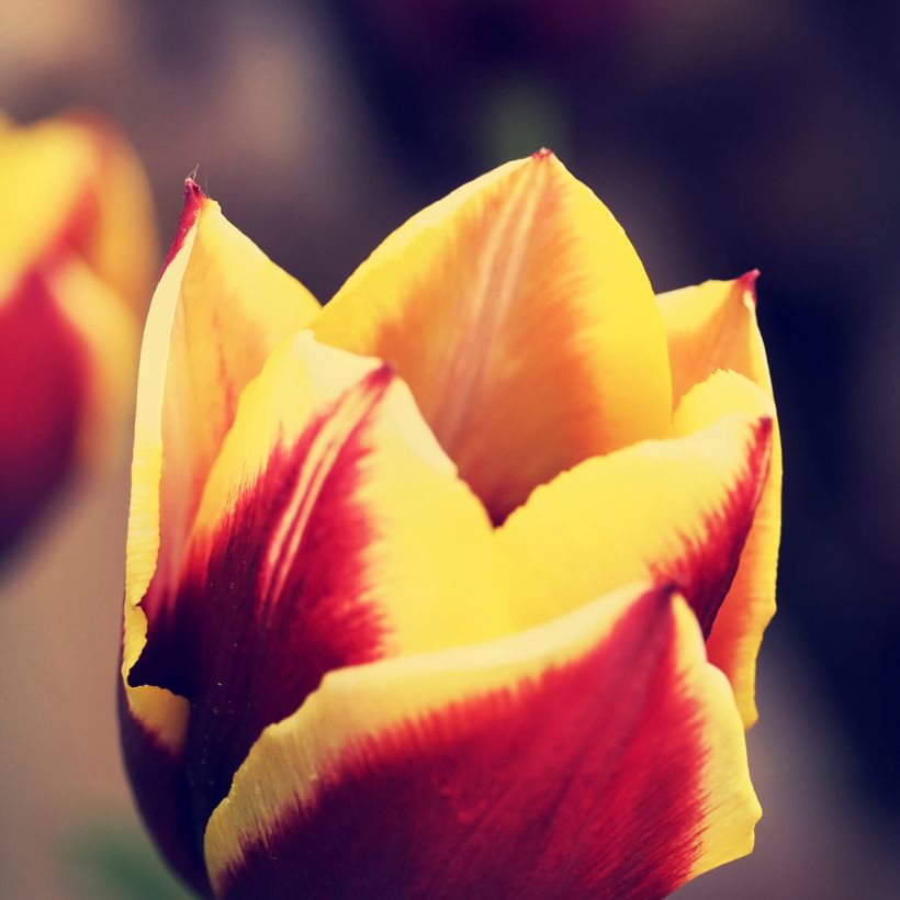 Tulipa Gavota - Triumph Tulip (Flowering)