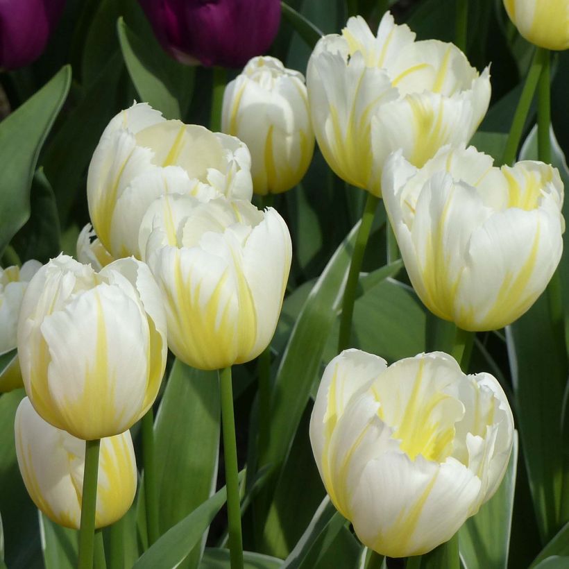 Tulipa Happy People - Triumph Tulip (Flowering)
