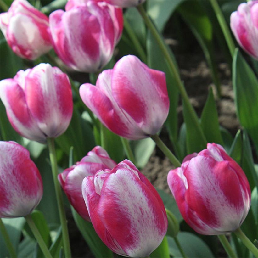 Tulipa HotPants - Triumph Tulip (Flowering)