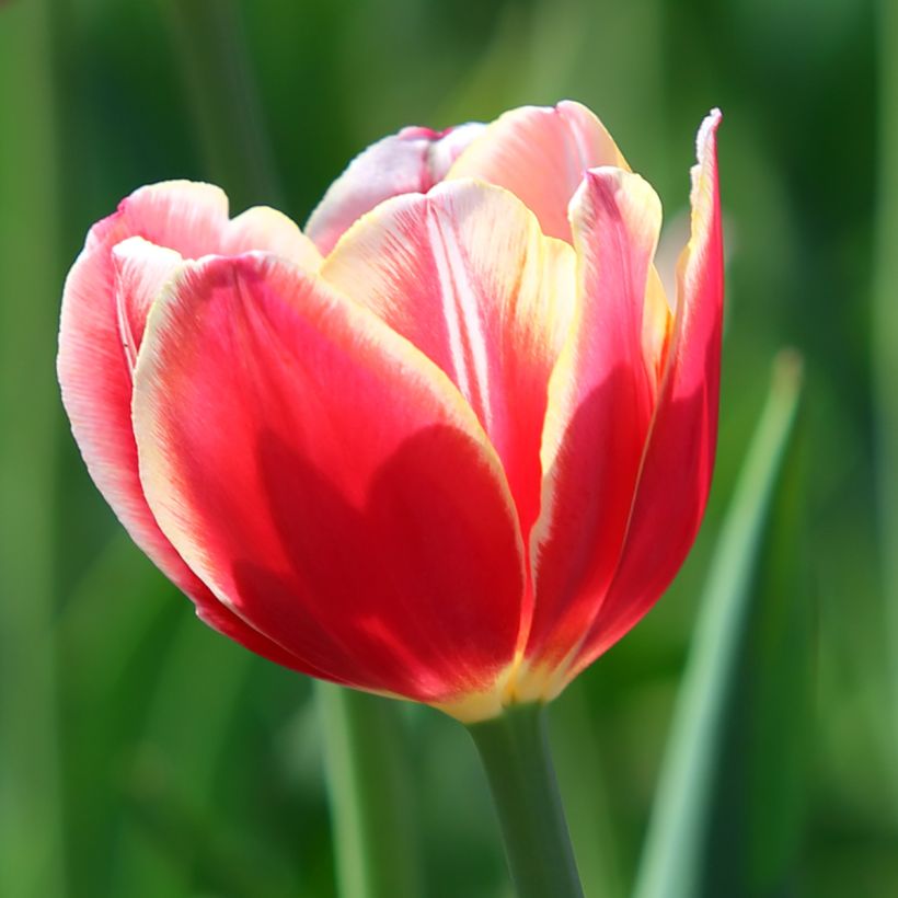 Tulipa 'Leen van der Mark' (Flowering)