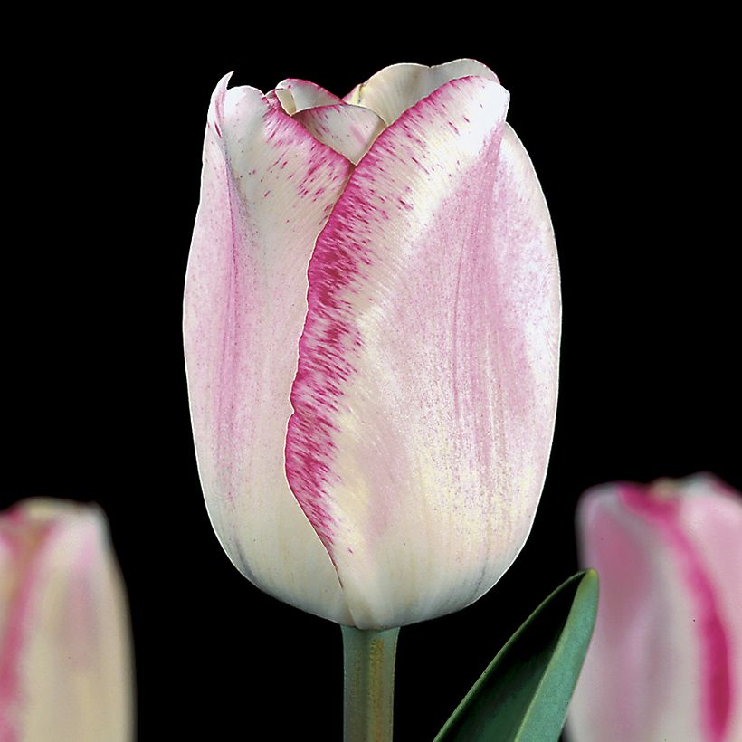 Tulipa Mata Hari - Triumph Tulip (Flowering)