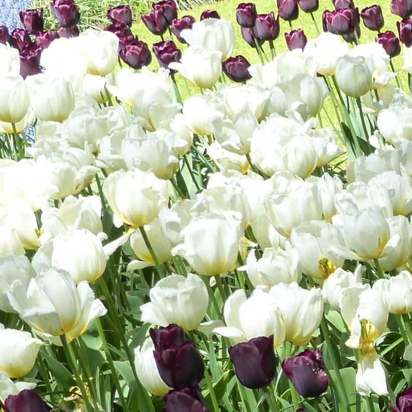 Tulipa Triumph Pays-Bas (Flowering)