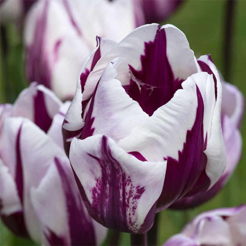 Tulipa Triumph Rem's Favourite (Zurel) (Flowering)
