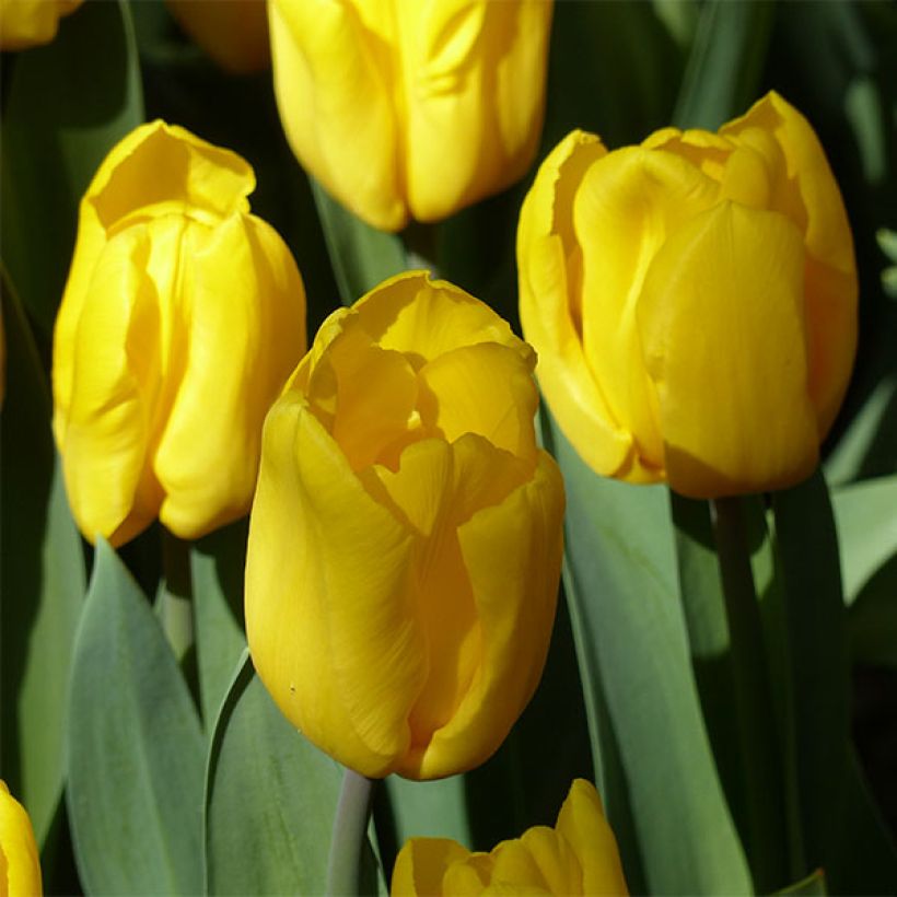 Tulipa Strong Gold - Triumph Tulip (Flowering)