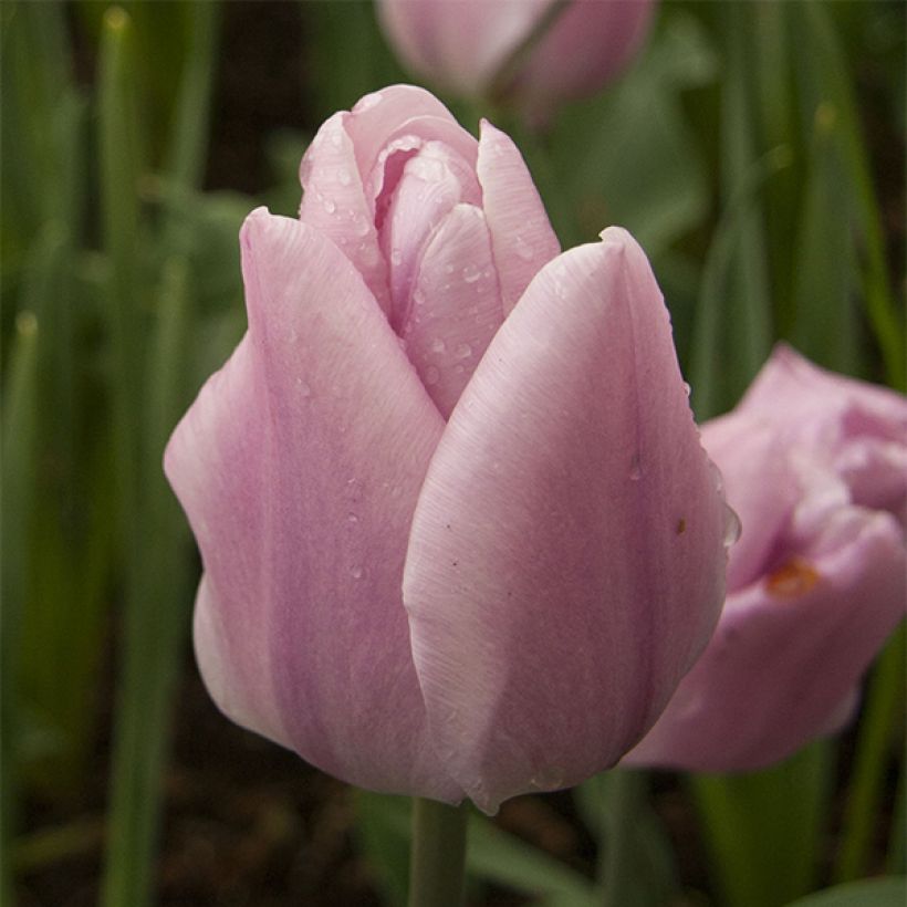 Tulipa Triumph Synaeda Amor (Flowering)