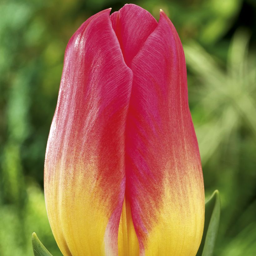 Tulipa Triumph Tom Thumb (Flowering)
