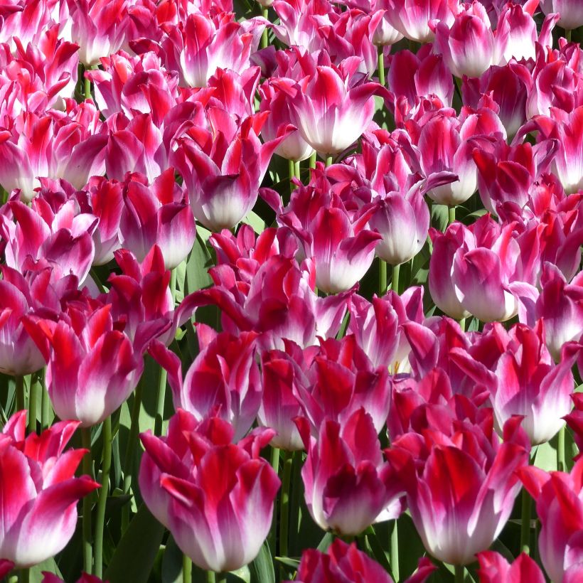 Tulipa Whispering Dream - Triumph Tulip (Flowering)