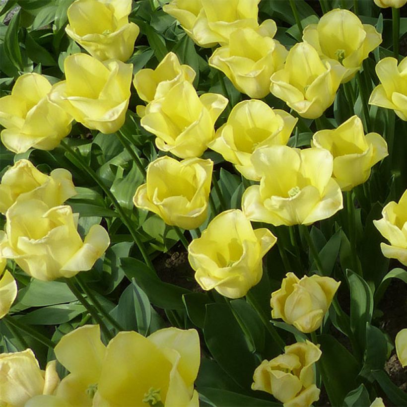 Tulipa World Friendship - Triumph Tulip (Flowering)