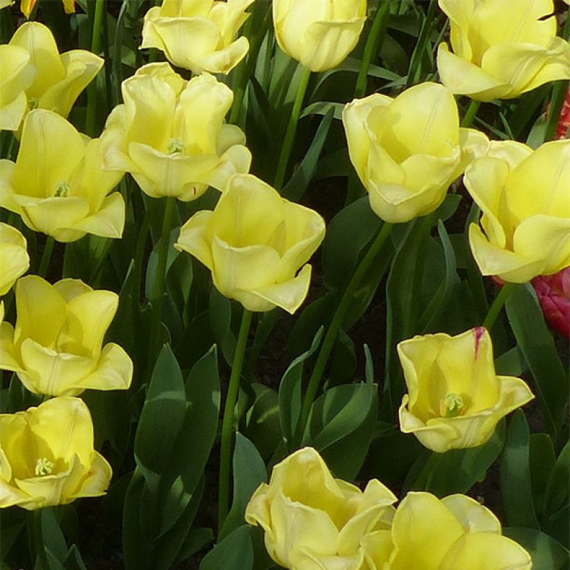 Tulipa World Friendship - Triumph Tulip (Plant habit)