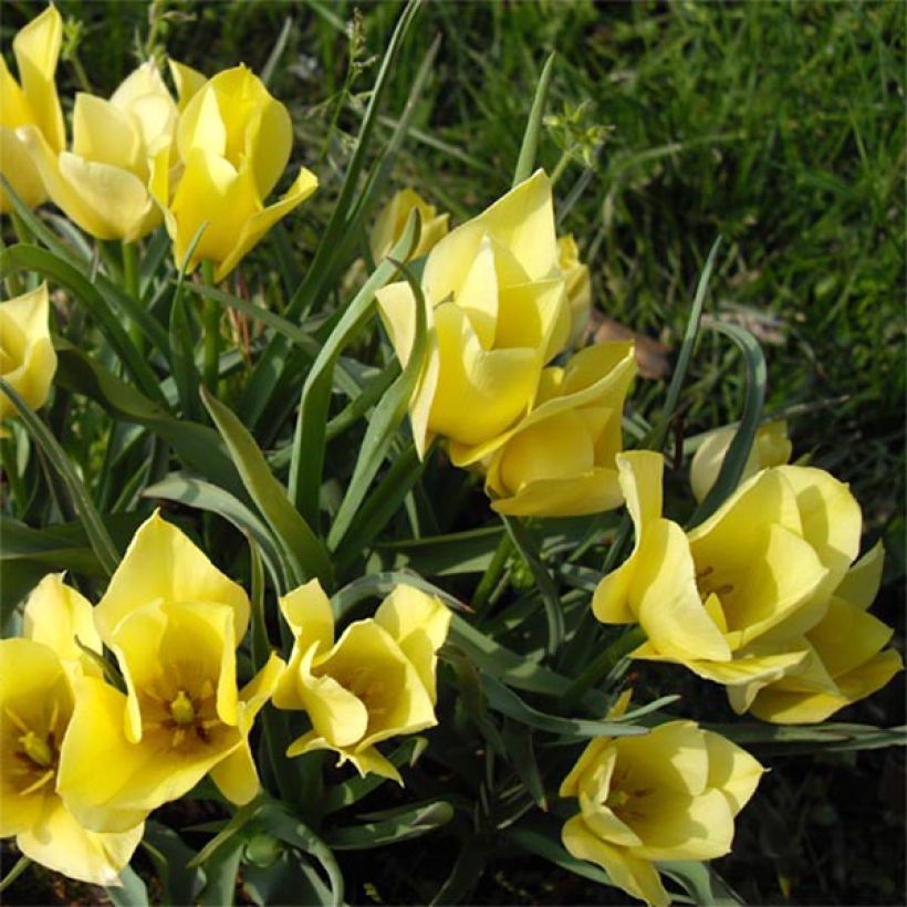 Tulipa linifolia 'Yellow Jewel' (Flowering)
