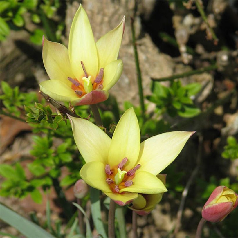 Tulipa clusiana Cynthia (Flowering)