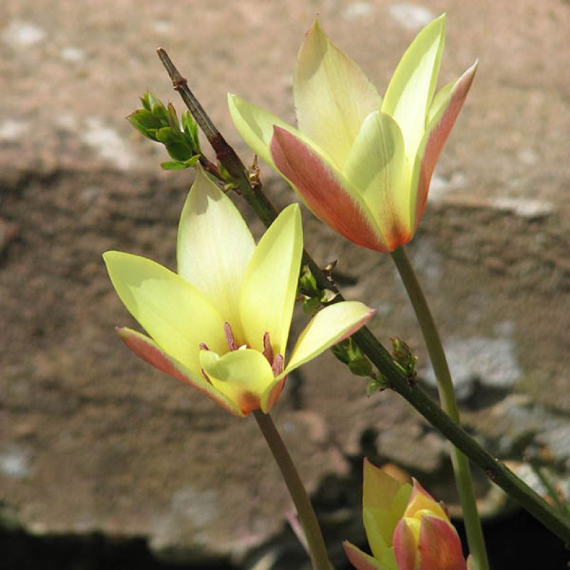 Tulipa clusiana Cynthia (Plant habit)