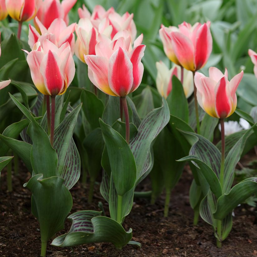 Tulipa greigii 'Mary Ann' (Plant habit)