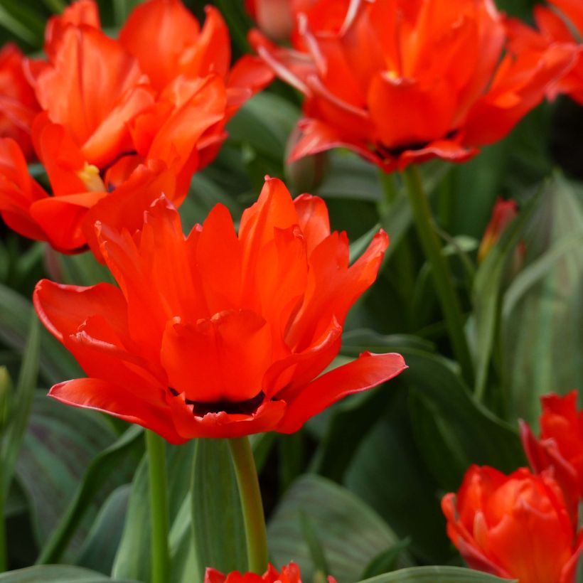 Tulipa Red Riding Hood Double (Flowering)