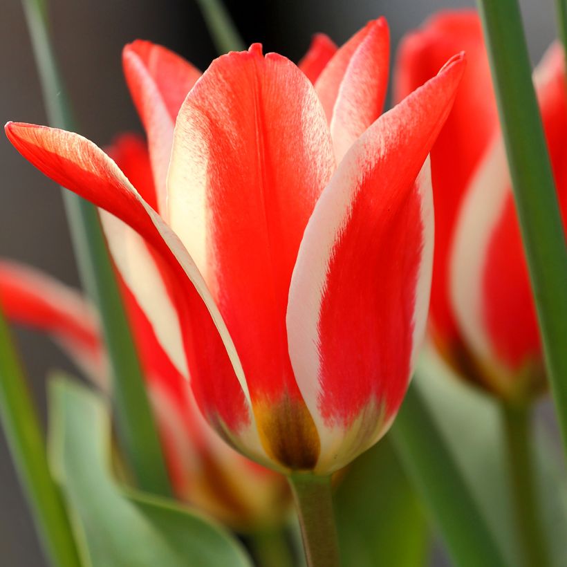 Tulipa greigii Pinocchio (Flowering)