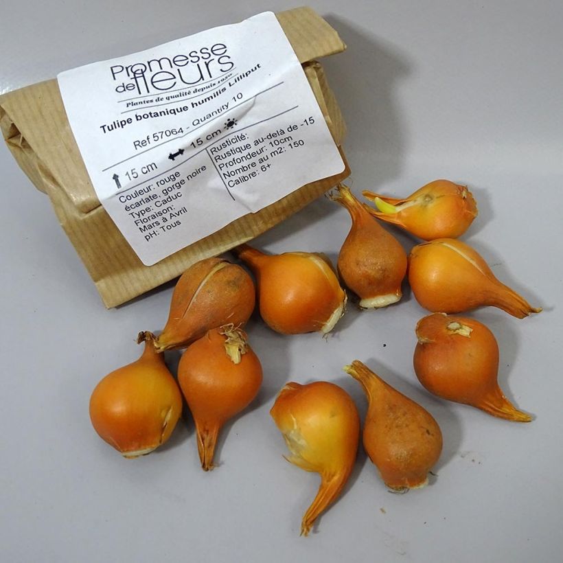 Example of Tulipa humilis Lilliput specimen as delivered