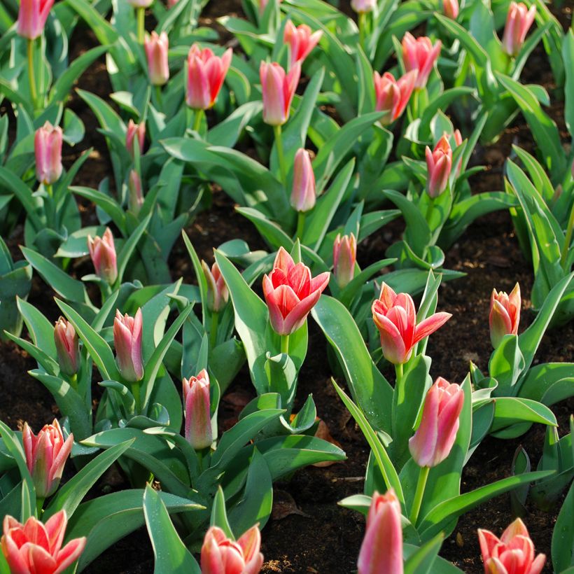 Tulipa kaufmanniana 'Fashion' (Foliage)