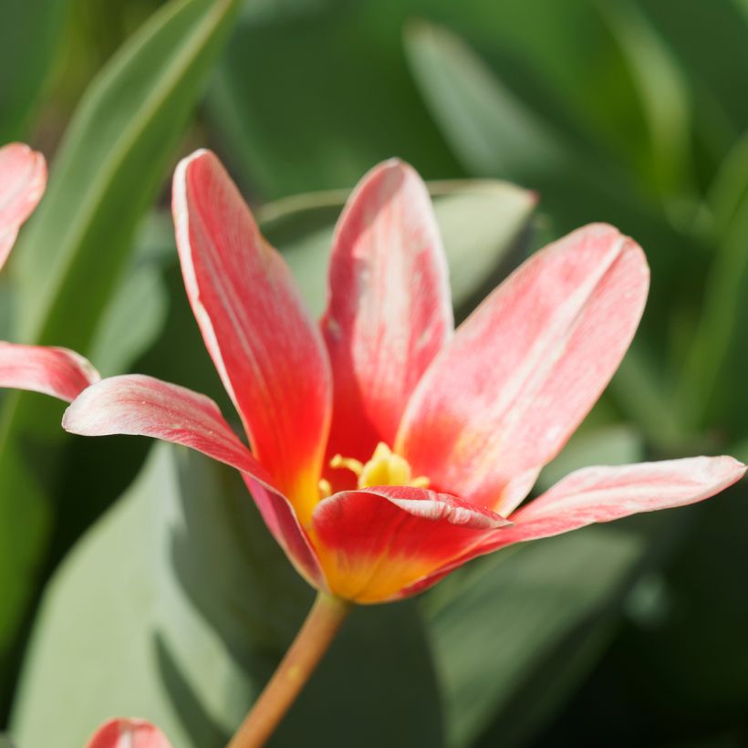 Tulipa kaufmanniana 'Fashion' (Flowering)