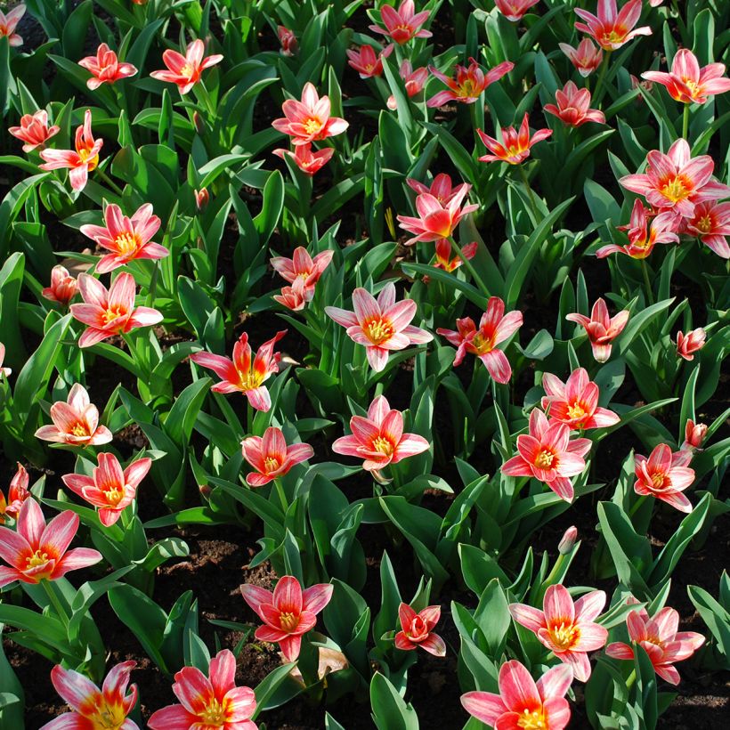 Tulipa kaufmanniana 'Fashion' (Plant habit)