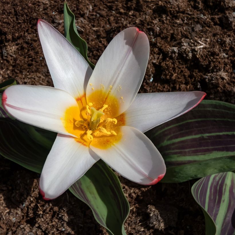 Tulipa kaufmanniana Hearts Delight (Flowering)