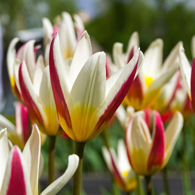 Tulipa kaufmanniana Johann Strauss (Flowering)