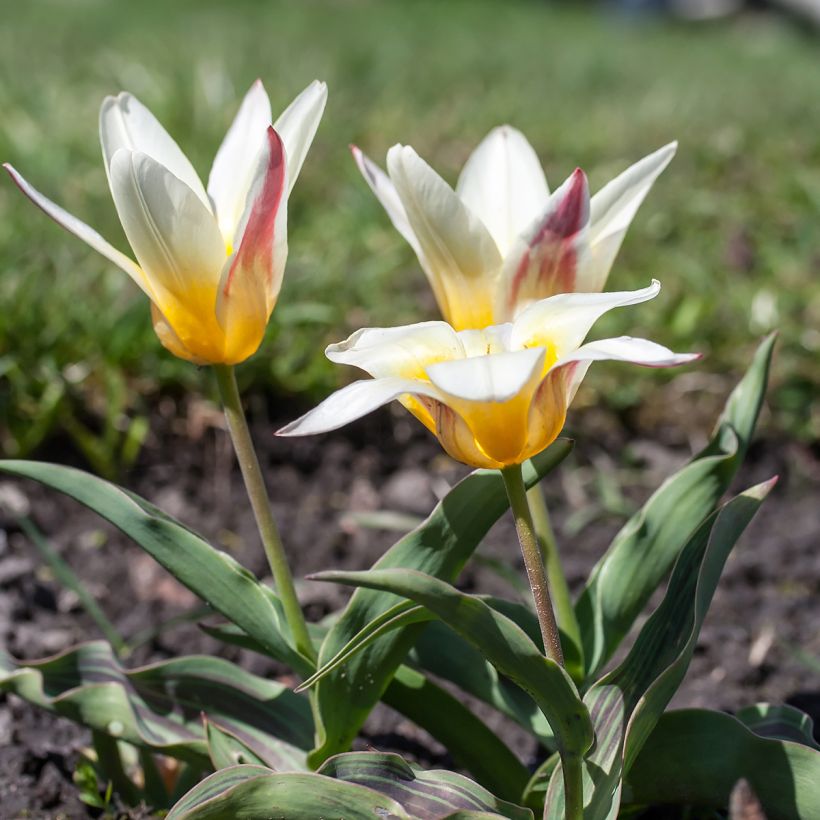 Tulipa kaufmanniana Johann Strauss (Plant habit)