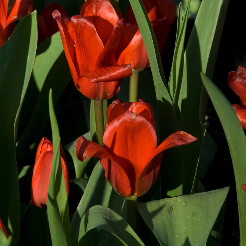 Tulipa kaufmanniana 'Show Winner' (Flowering)